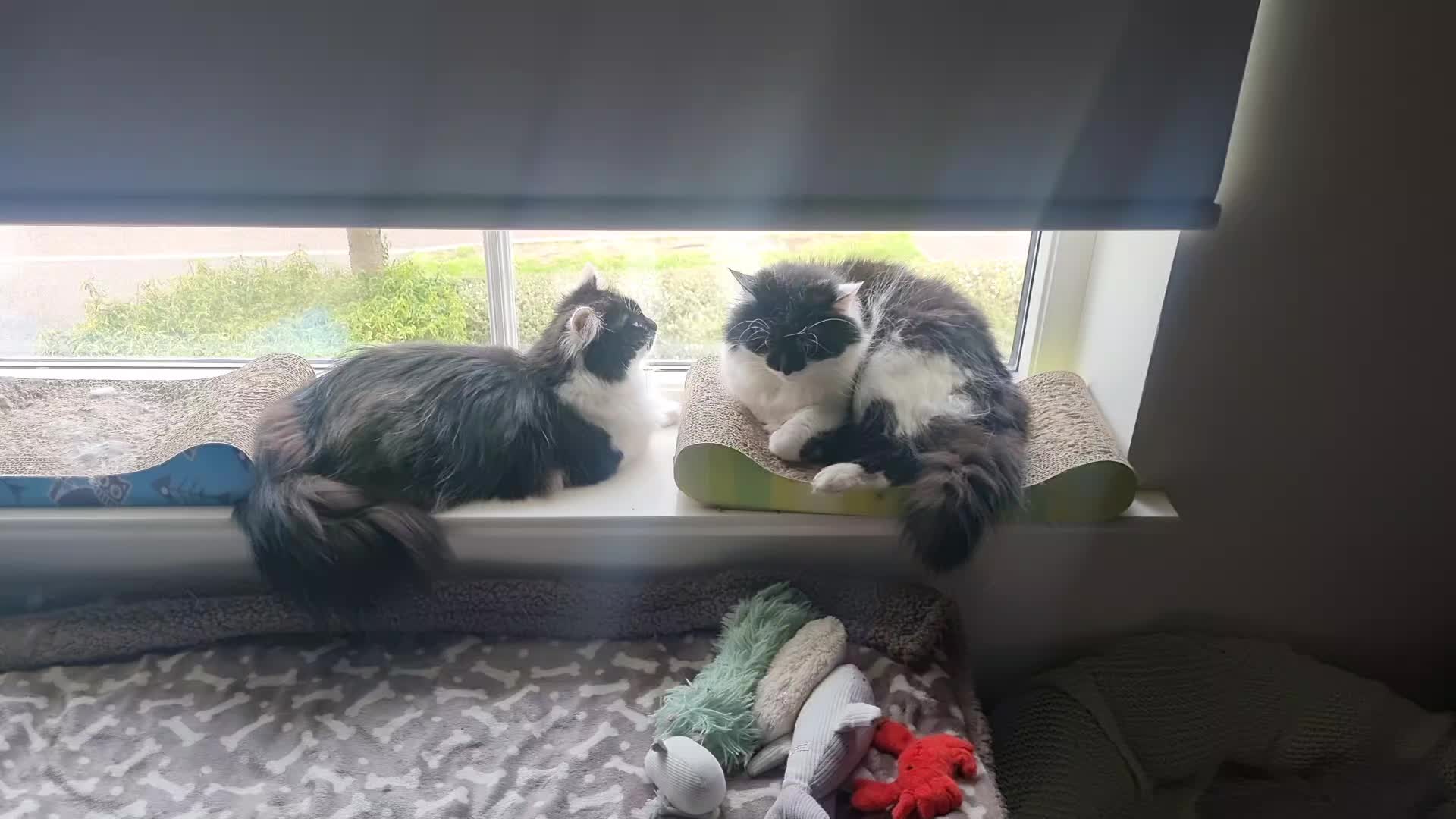 @2catlife