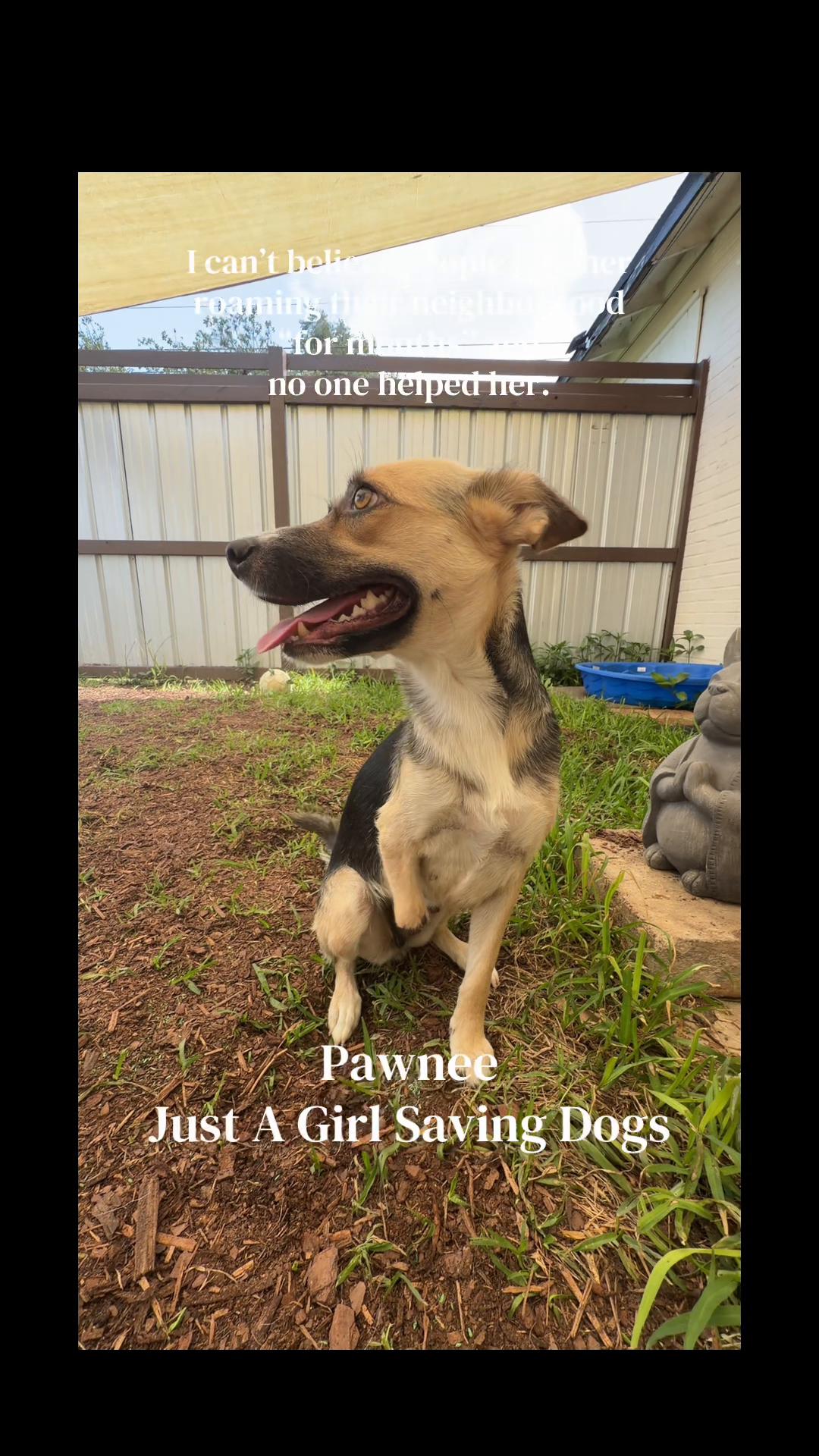 @Just A Girl Saving Dogs