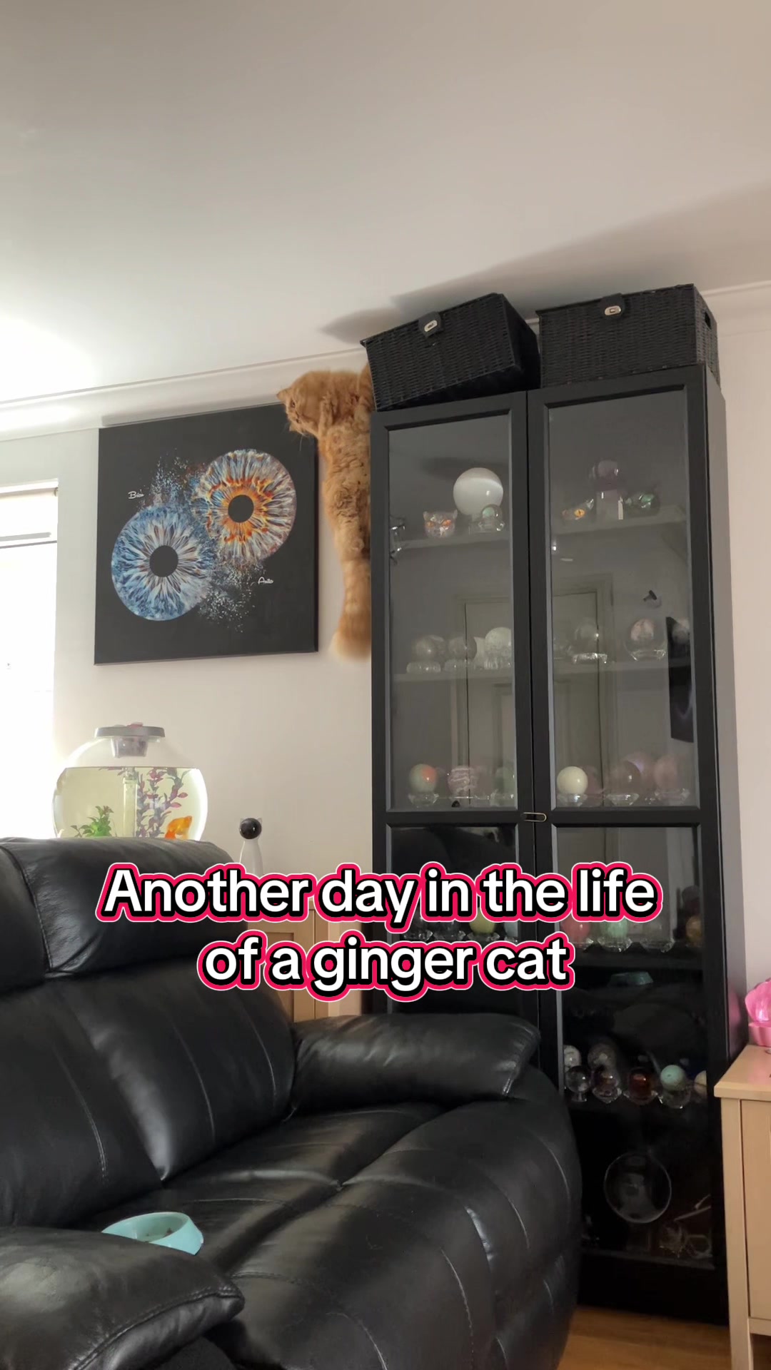 @My 5 cats