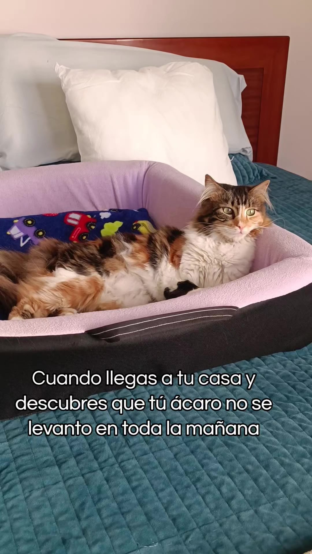 @Paulina Eguez Torres