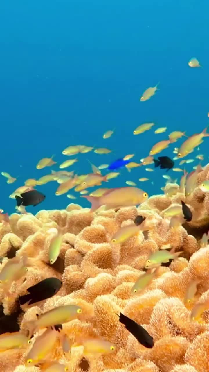@Scuba Diving with Ara
