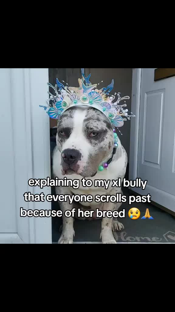 @kirsty+starlight the xl bully