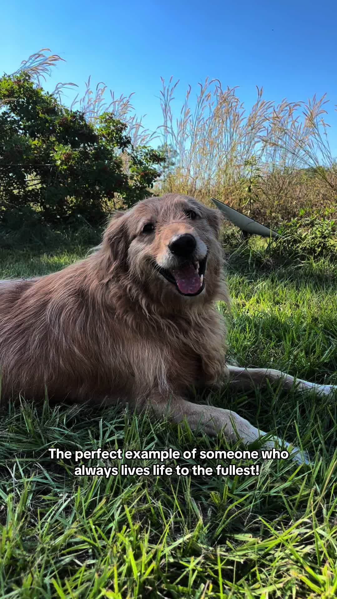@Leo the Doodle