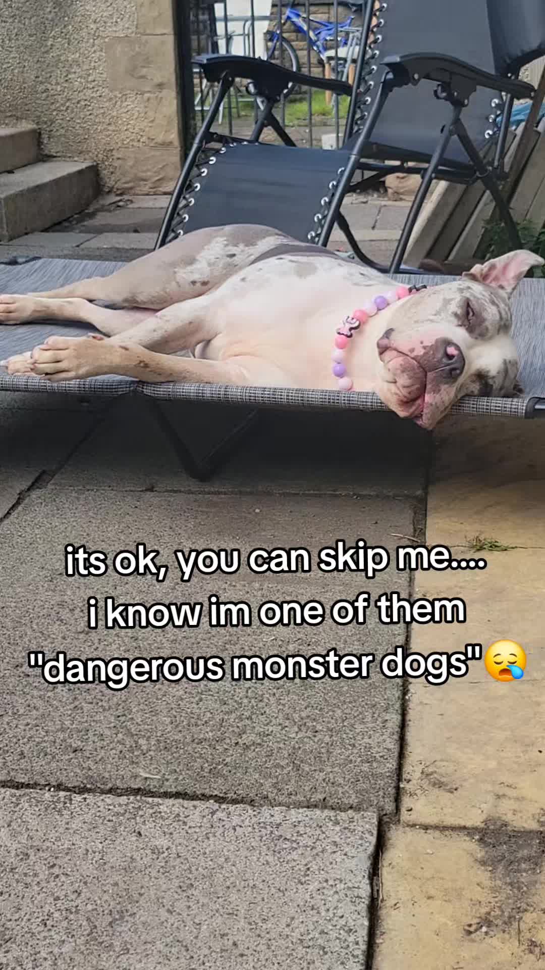 @kirsty+starlight the xl bully