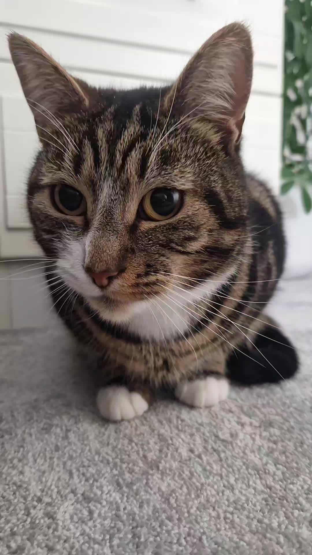 @Banjothecat2024
