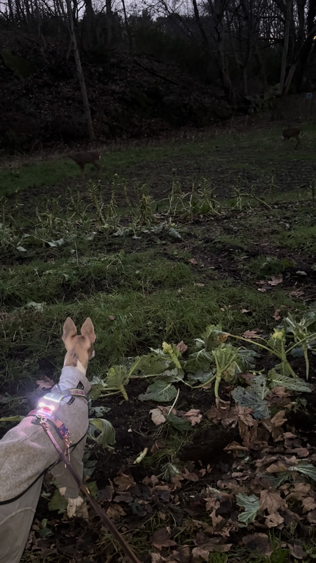 @bianka.the.whippet