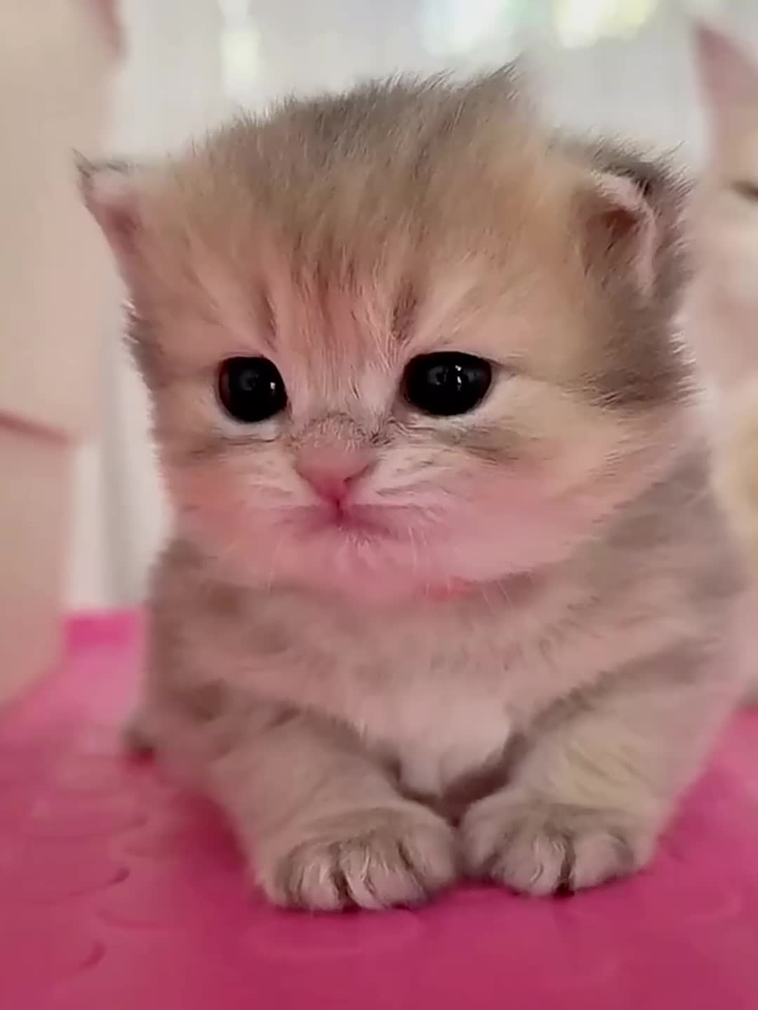 @catbosssss