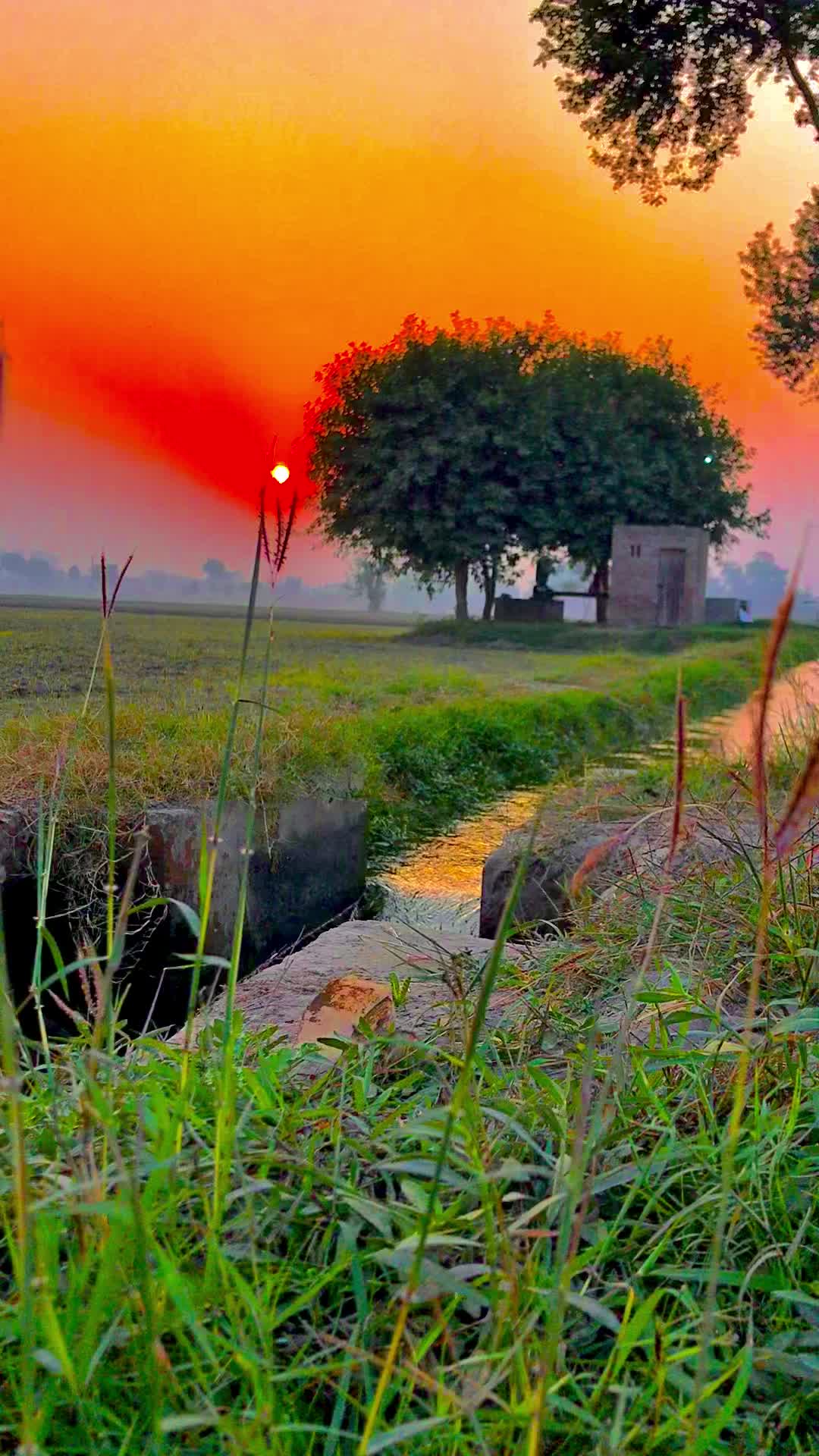@پنجابی لڑکی🍃🌱💯