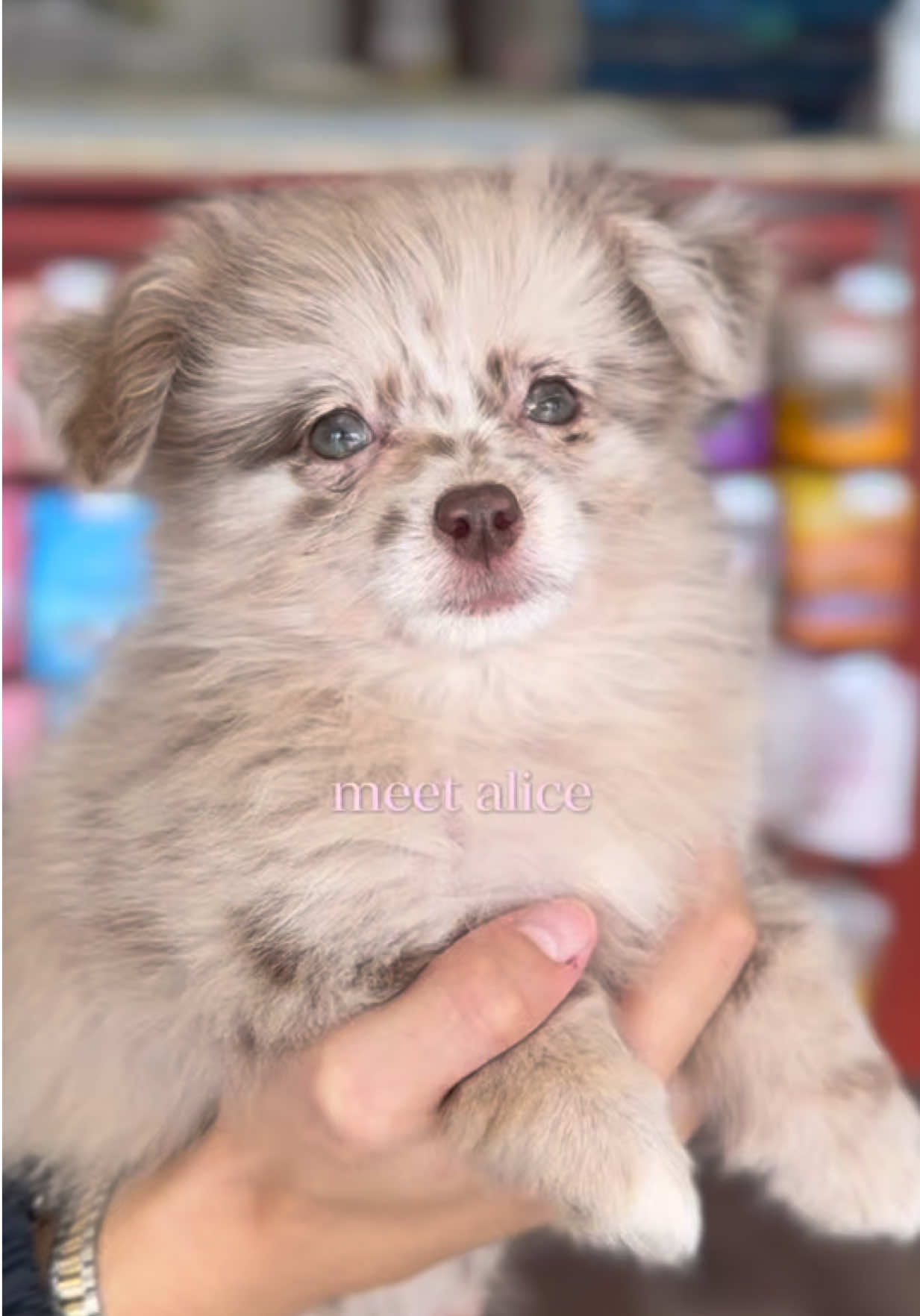 @Petland Bradenton