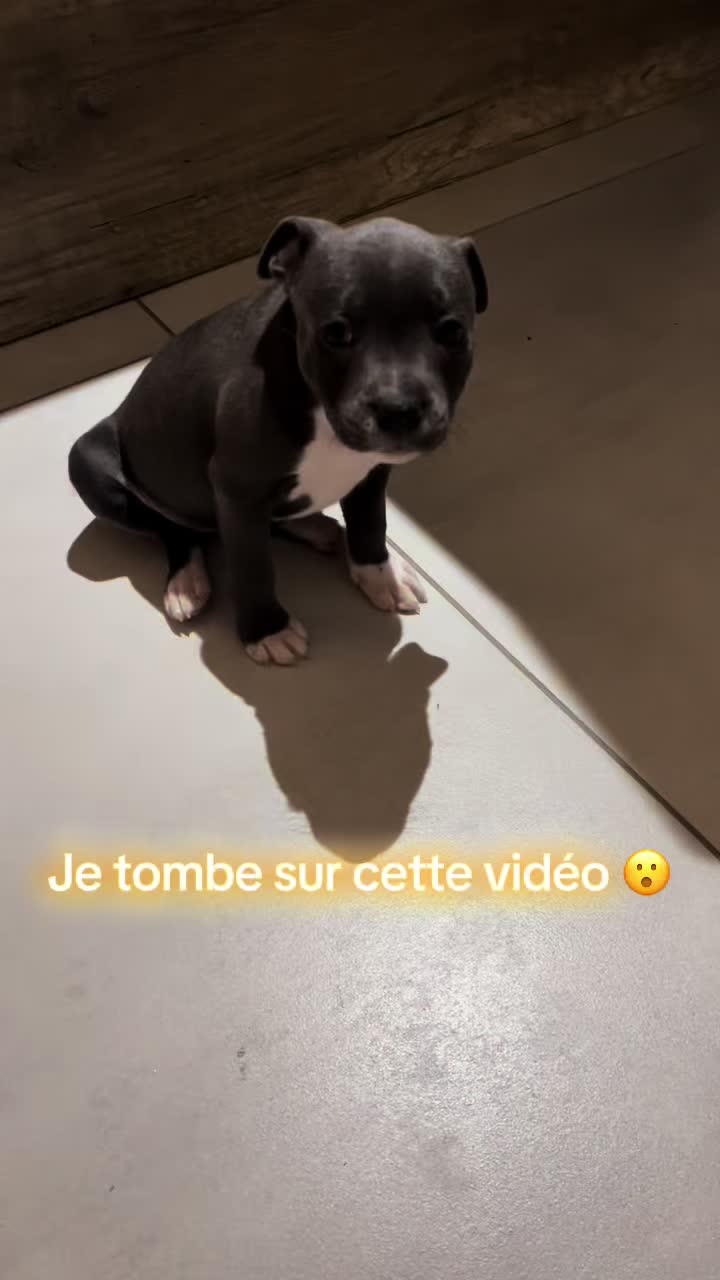 @staffy Alya