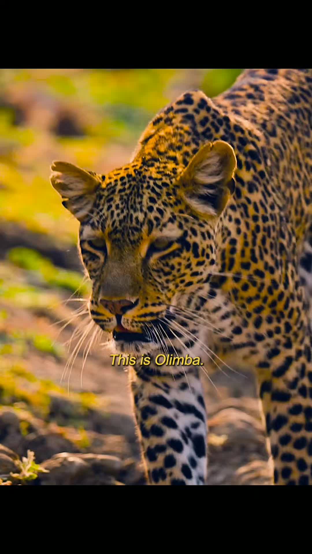 @Animallovers
