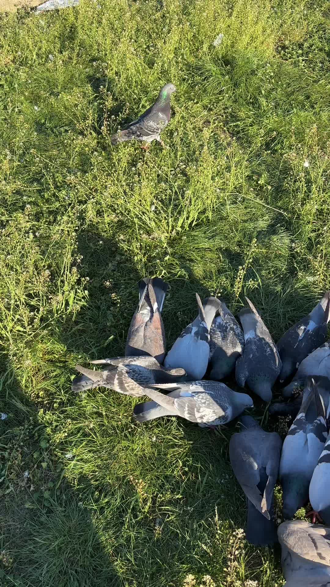@Pigeon