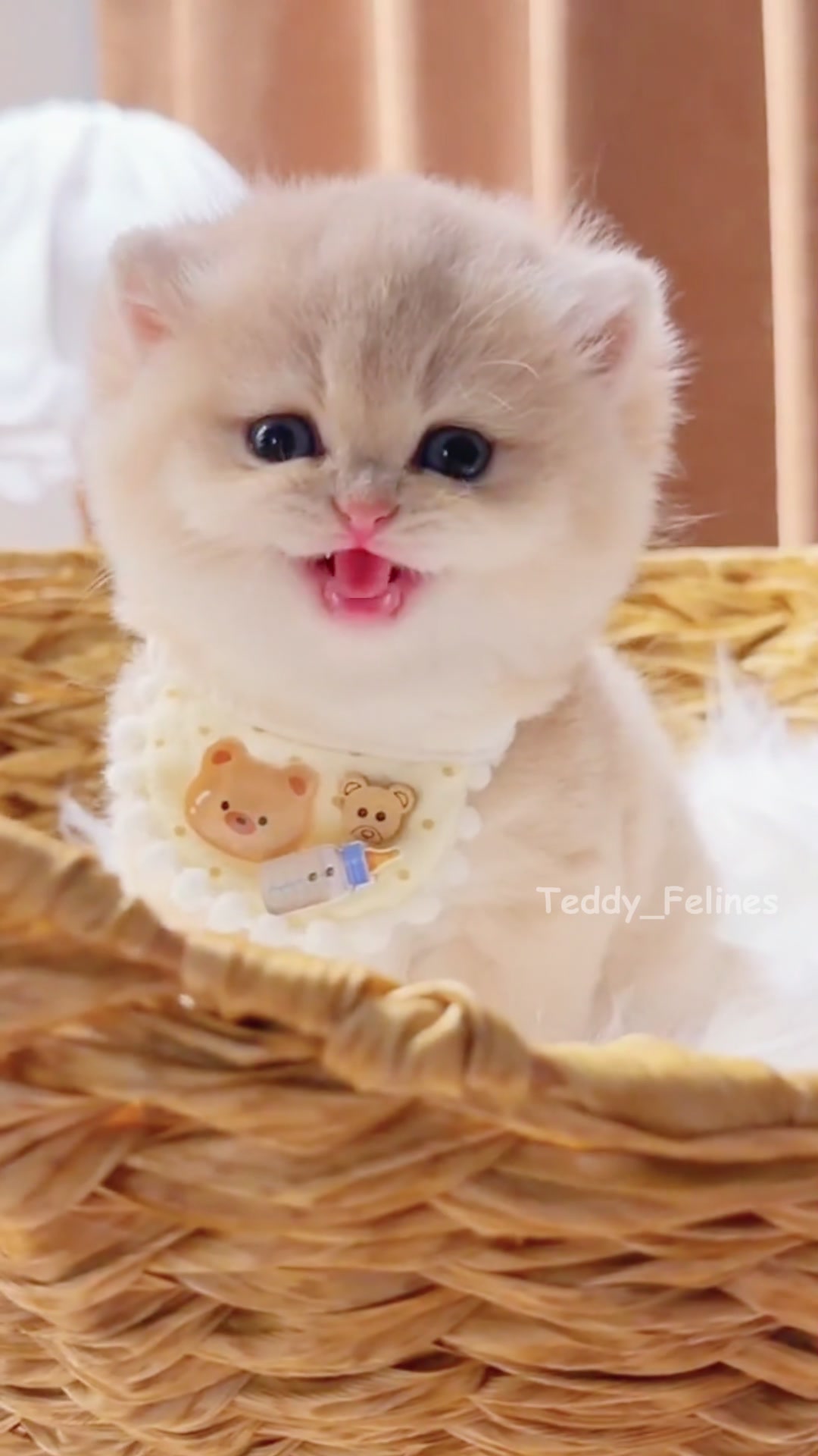 @Teddy_Felines 🧸🐾