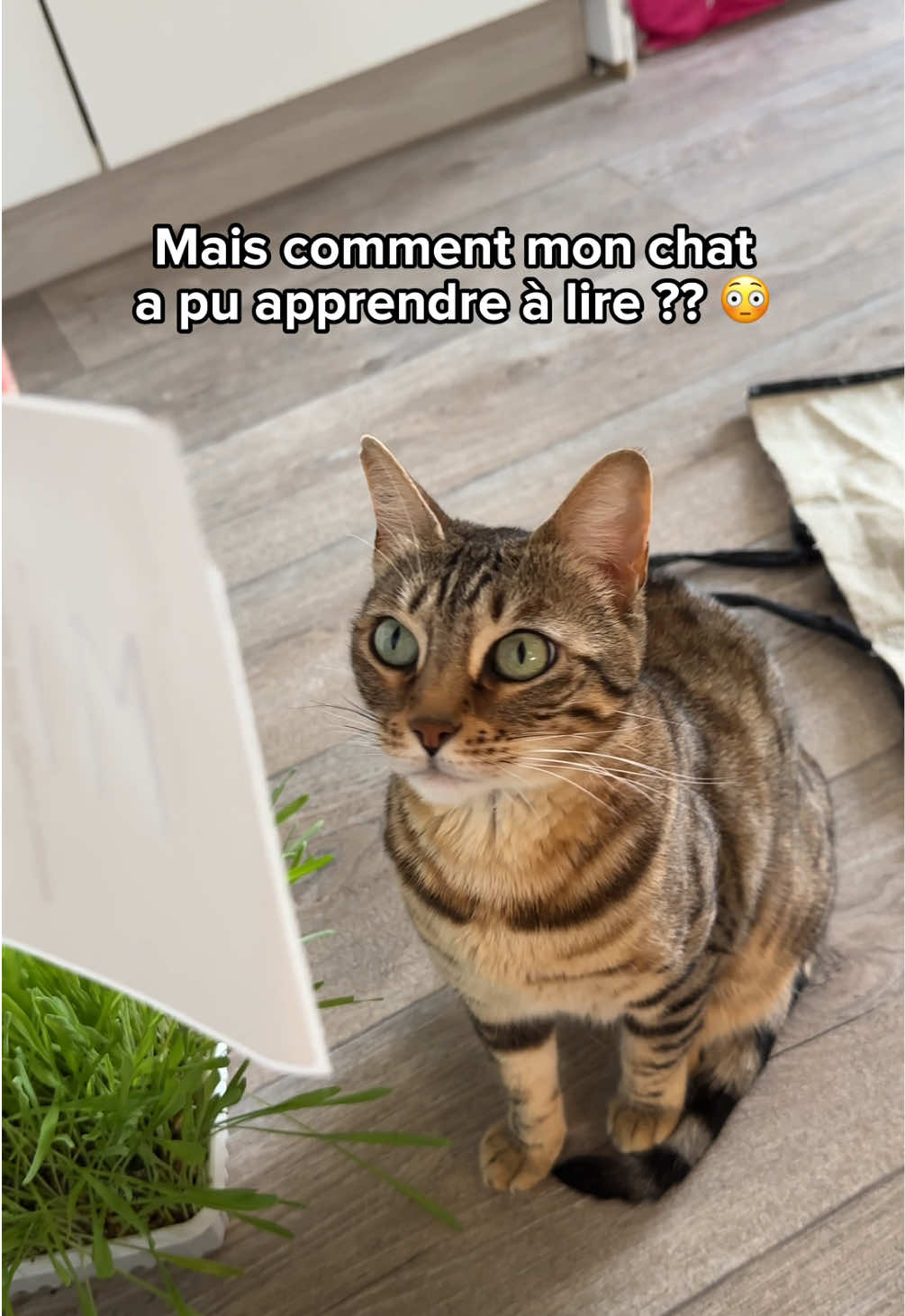 @Ricki the Bengal