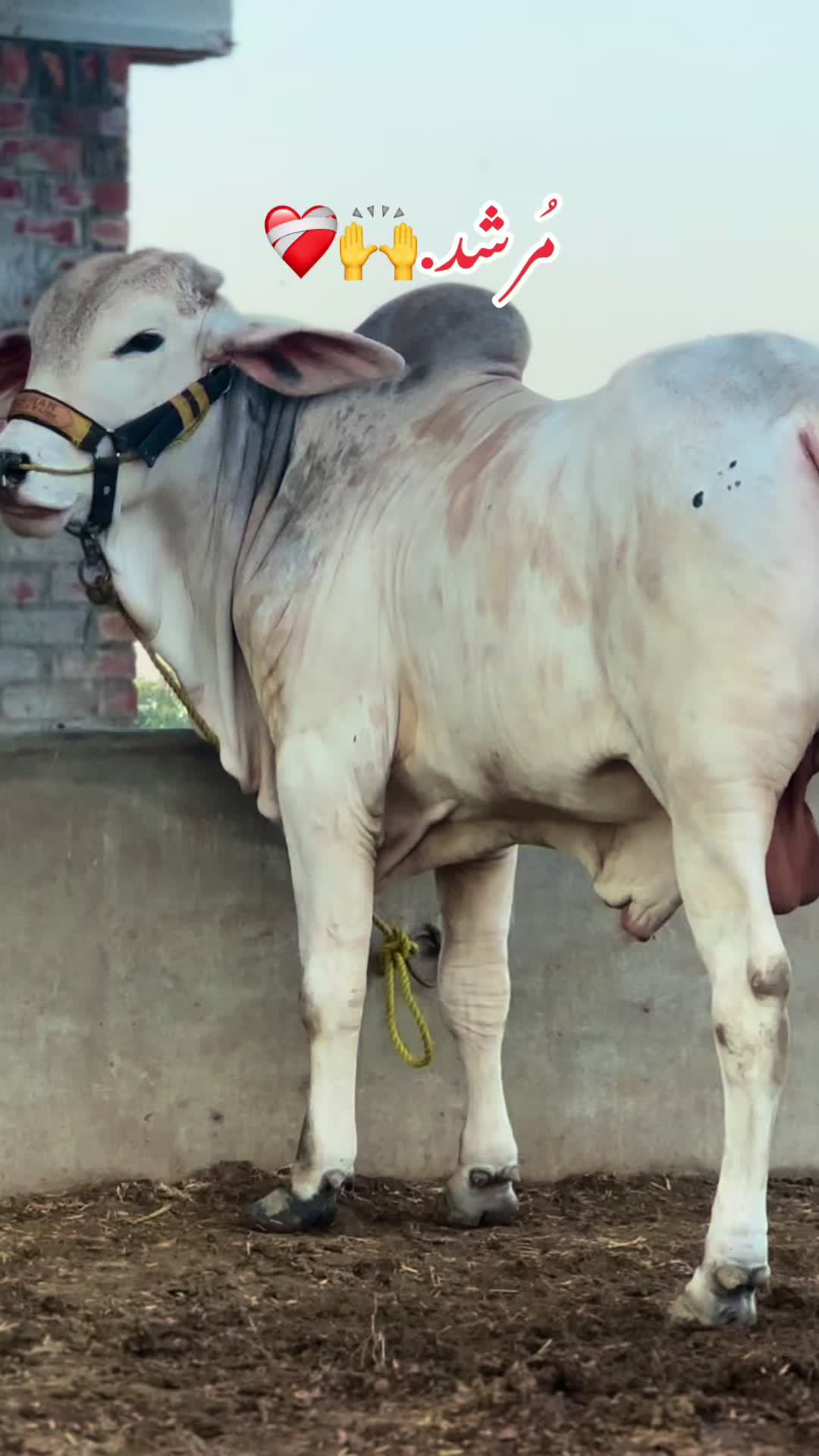 @Subhan cattle farm.🐂