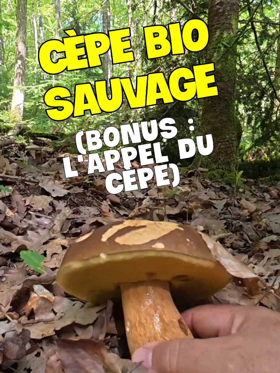 @Dan 🍄&zwj;🟫 Le Champologue