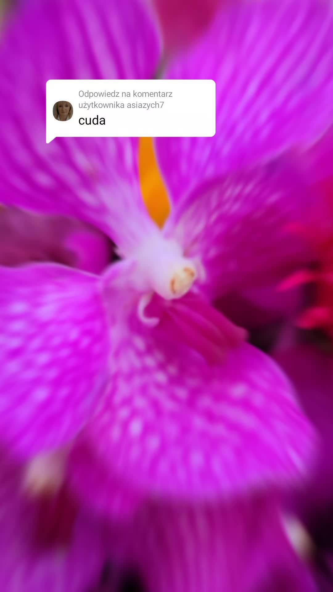 @Amarylis