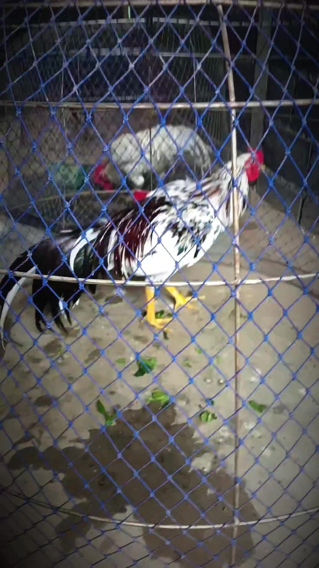 @น้องkik...ผู้หญิงชอบไก่ชน🐓