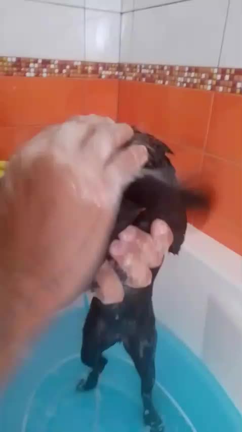 @Rosa Musumeci551