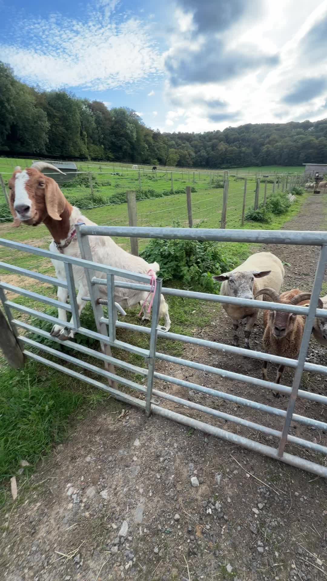 @Far End Farm