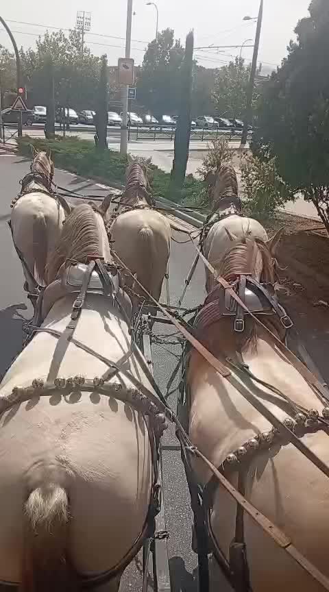 @eltorerillo0