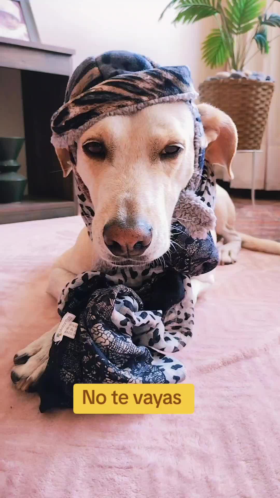 @winnie ❤🦮