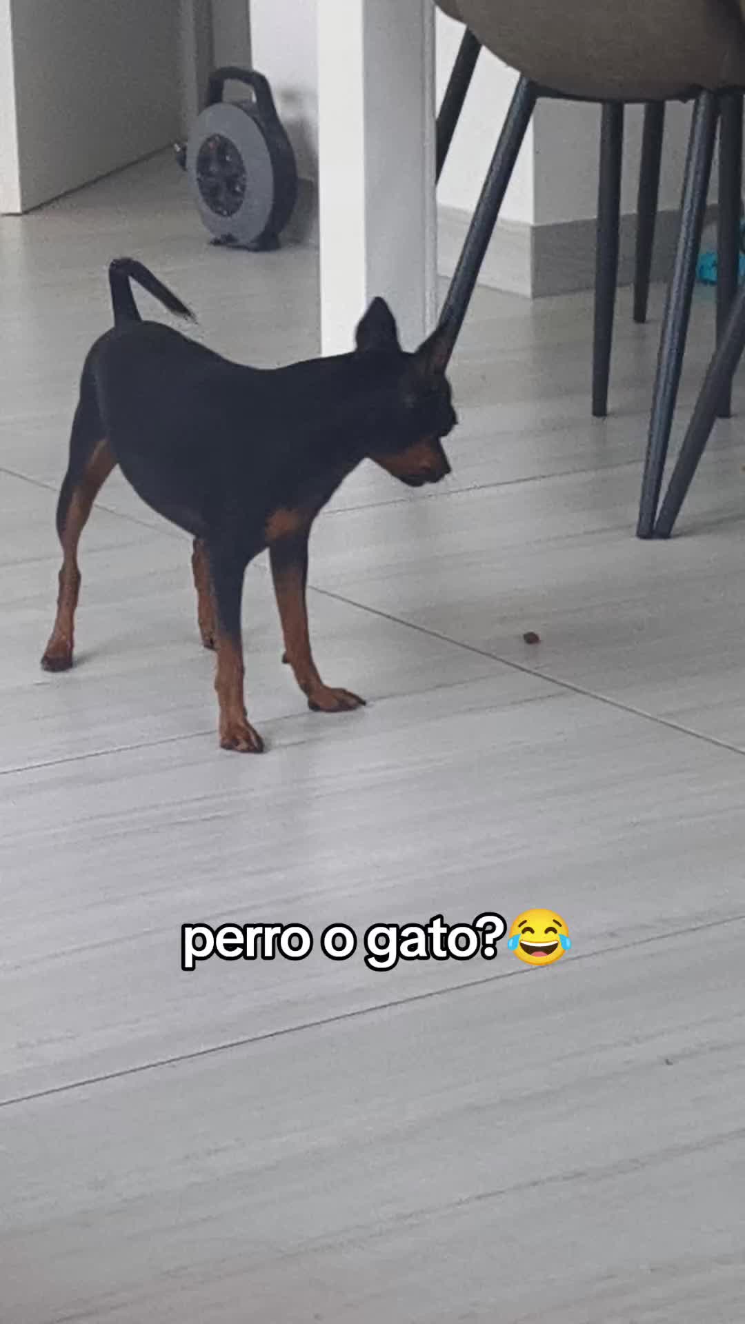 @Cuca