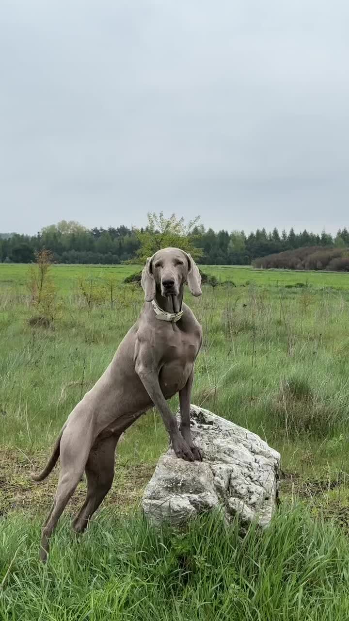 @lola | ig: heydoggyblog
