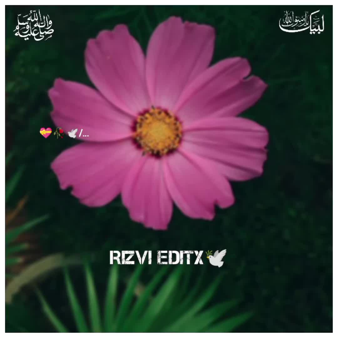 @Rizvi editx 🕊️
