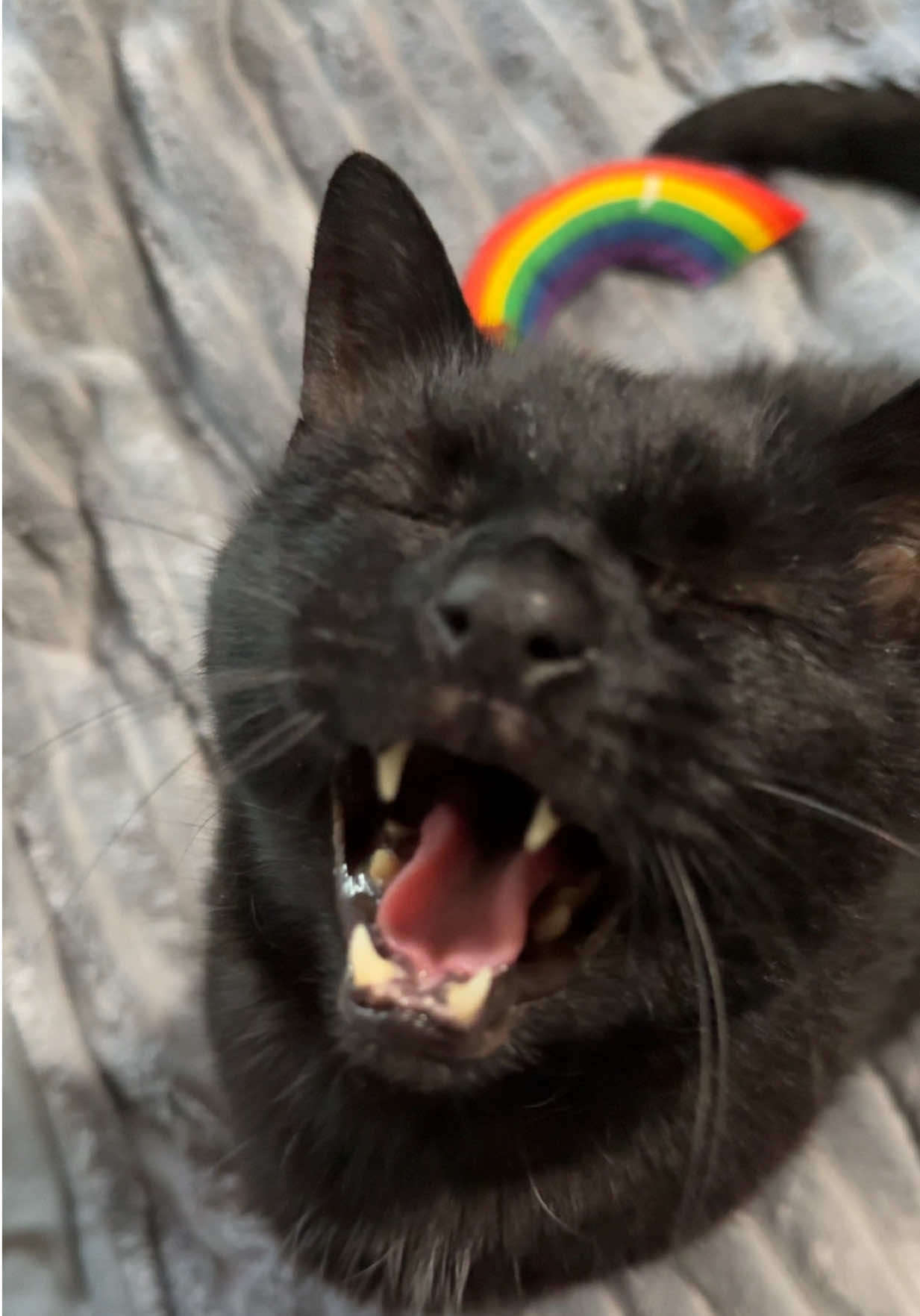 @Teefie_tribe 🐈&zwj;⬛🐈&zwj;⬛🐈🦷🦷
