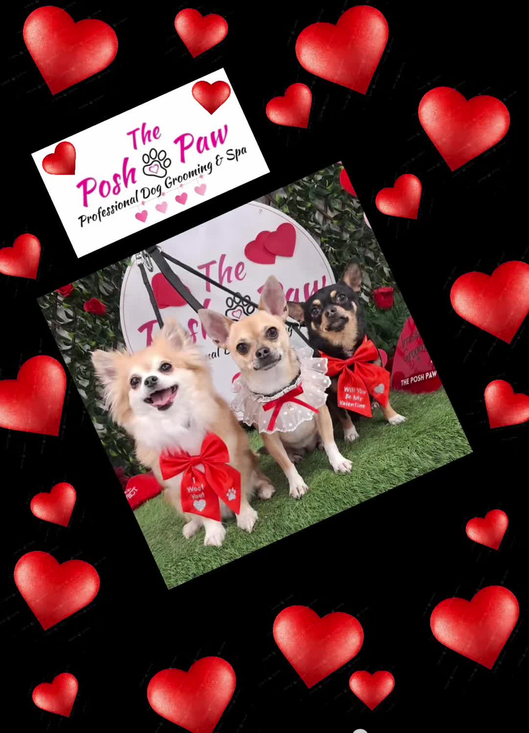 @The posh paw