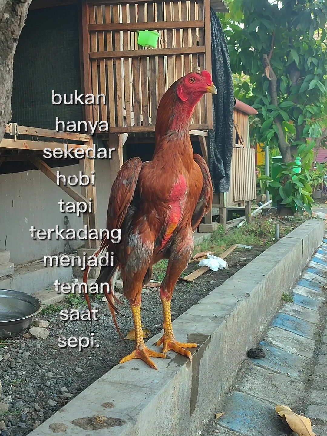 @ARSYI