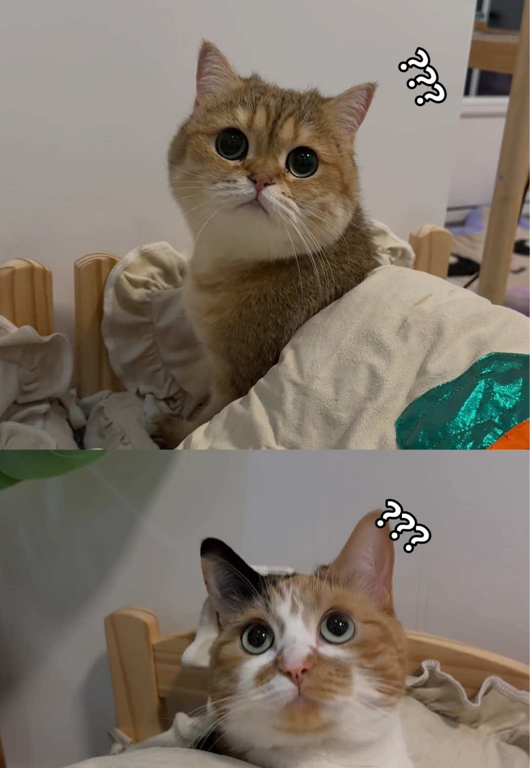 @Papaya the Cat