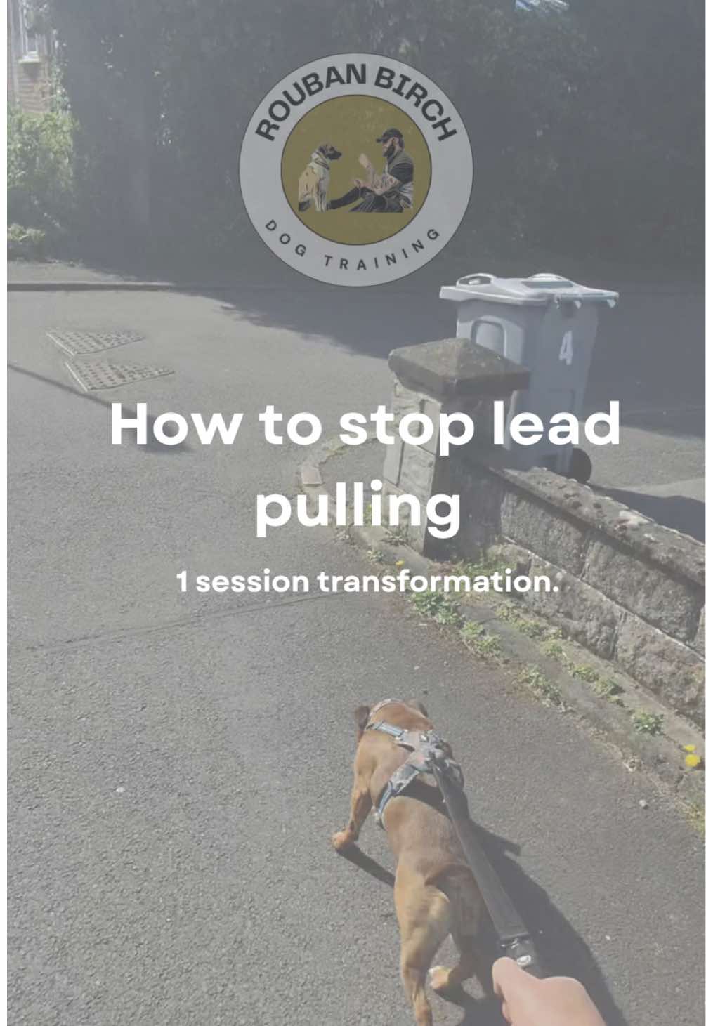 @rbdogtraining