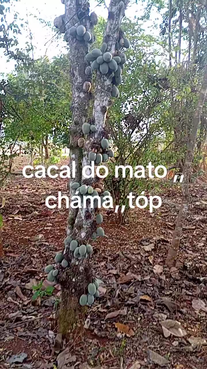 @Cristiano