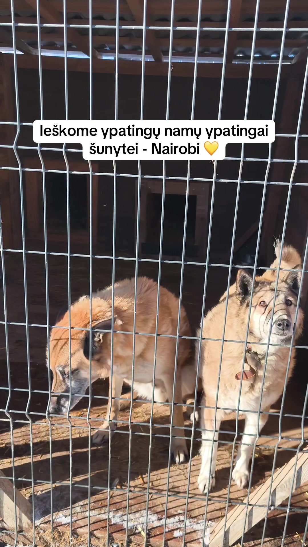 @Keturkojo Viltis