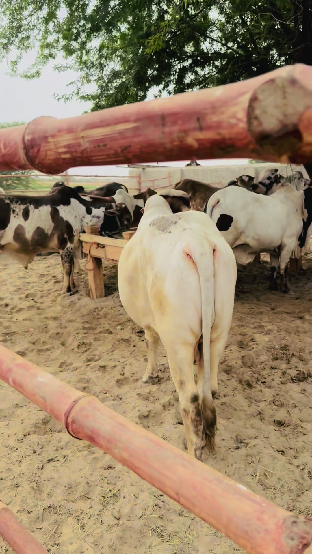 @Ayan cattle 🐄 and goat’s 🐐