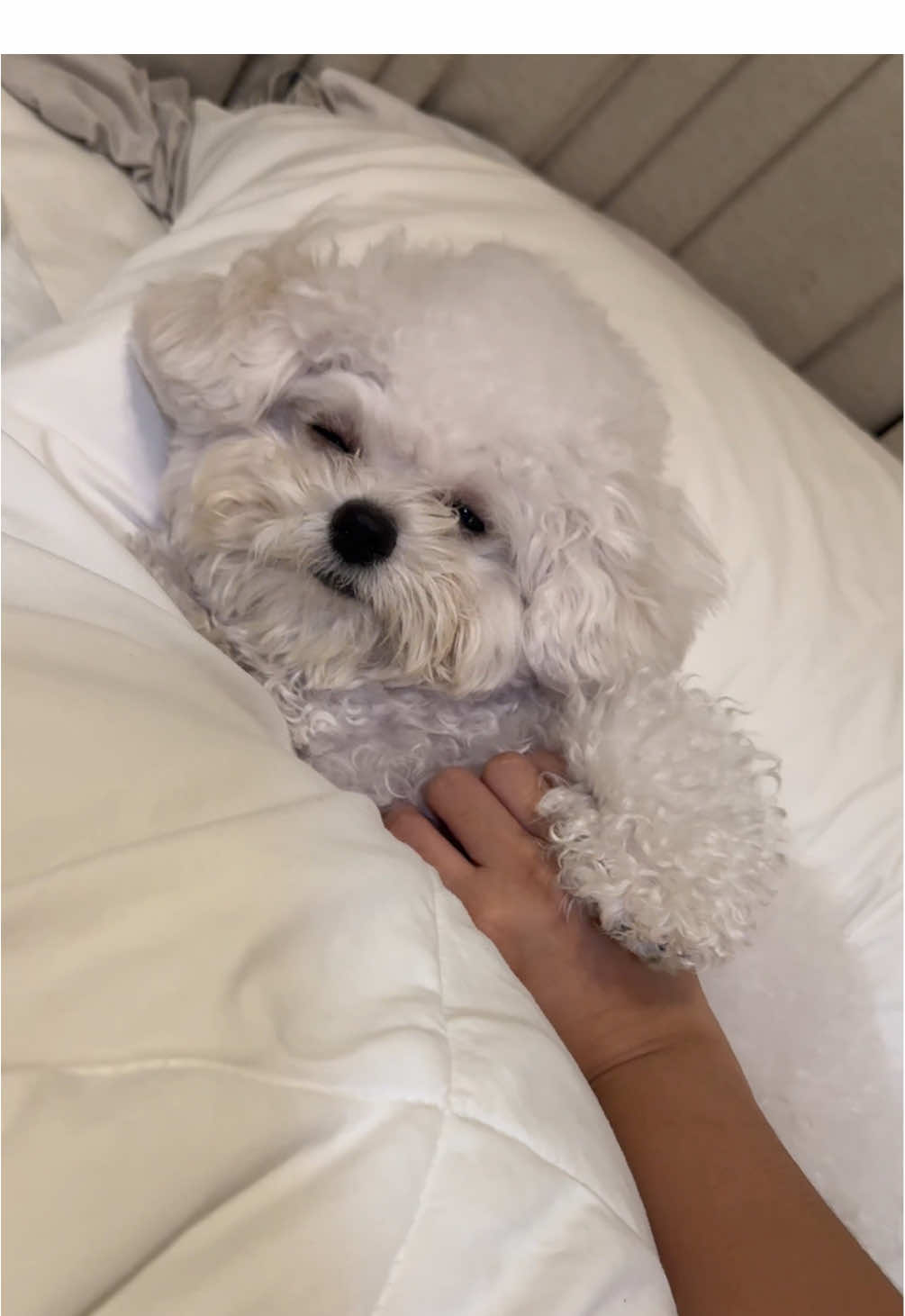 @CUCCI THE BICHON