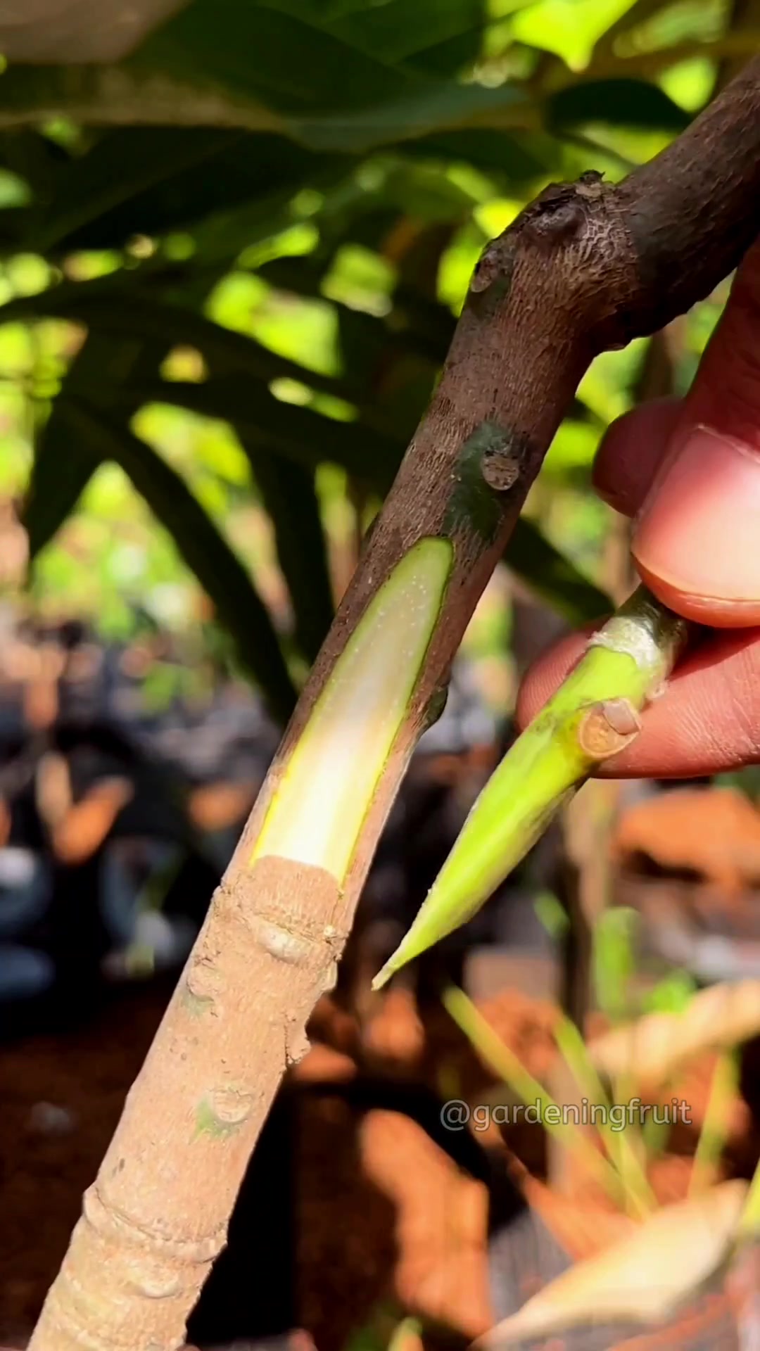 @GardeningFruits