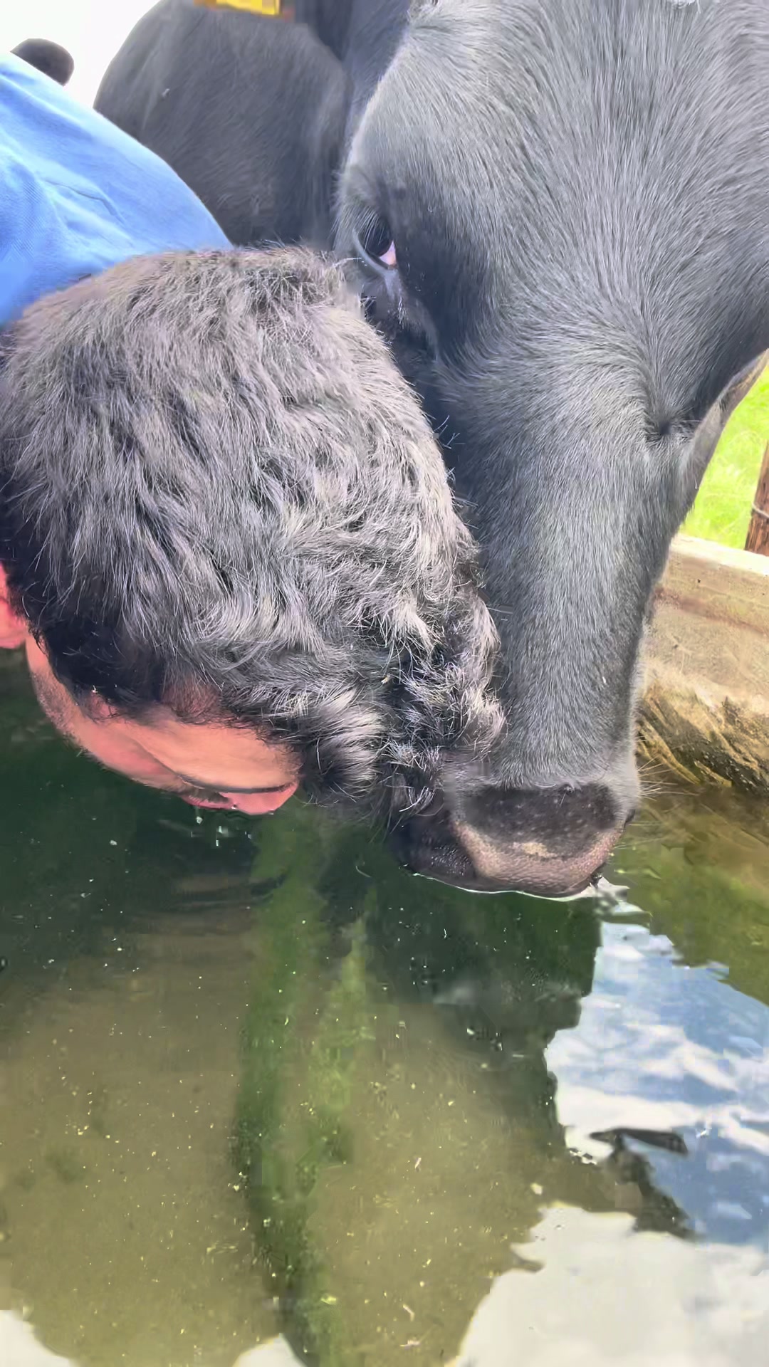 @Cow King 🐮🤴