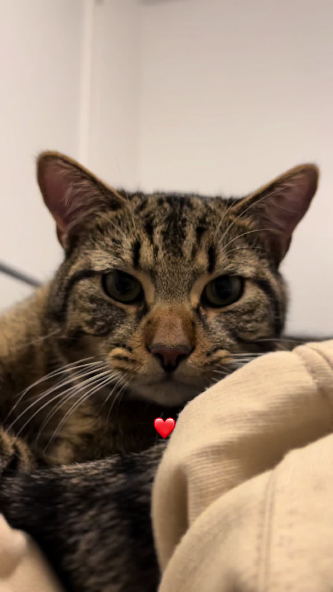 @Haadi 🐱