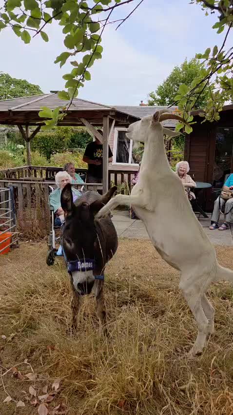 @Kellys Donkeys & 2nd Chance F