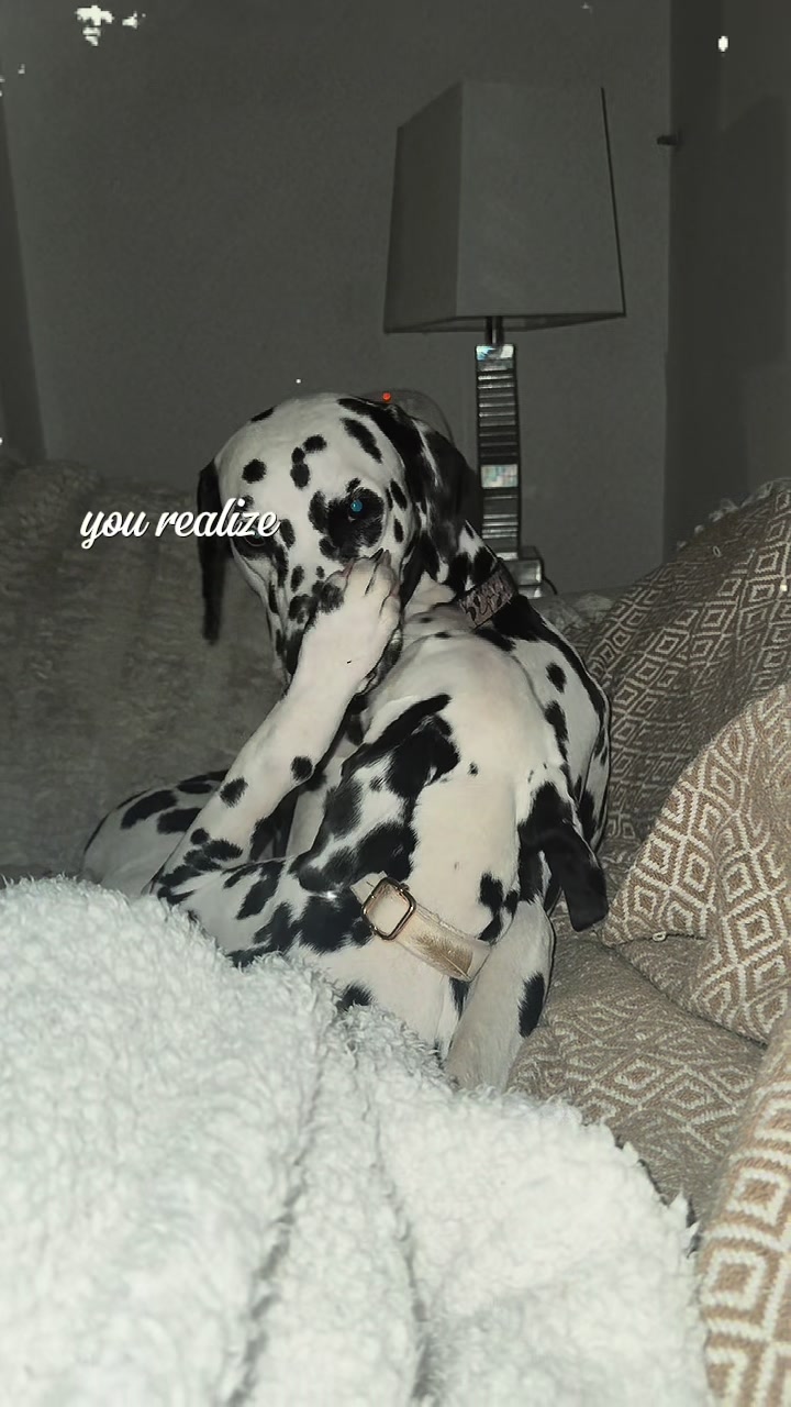@Tommy & Babbles the Dalmatian