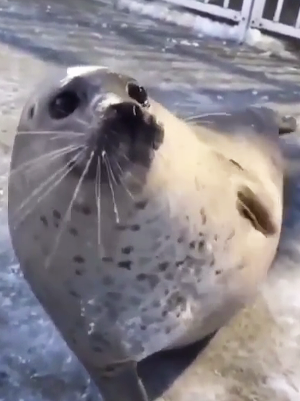 @🩷🎀 seal 🦭🩷