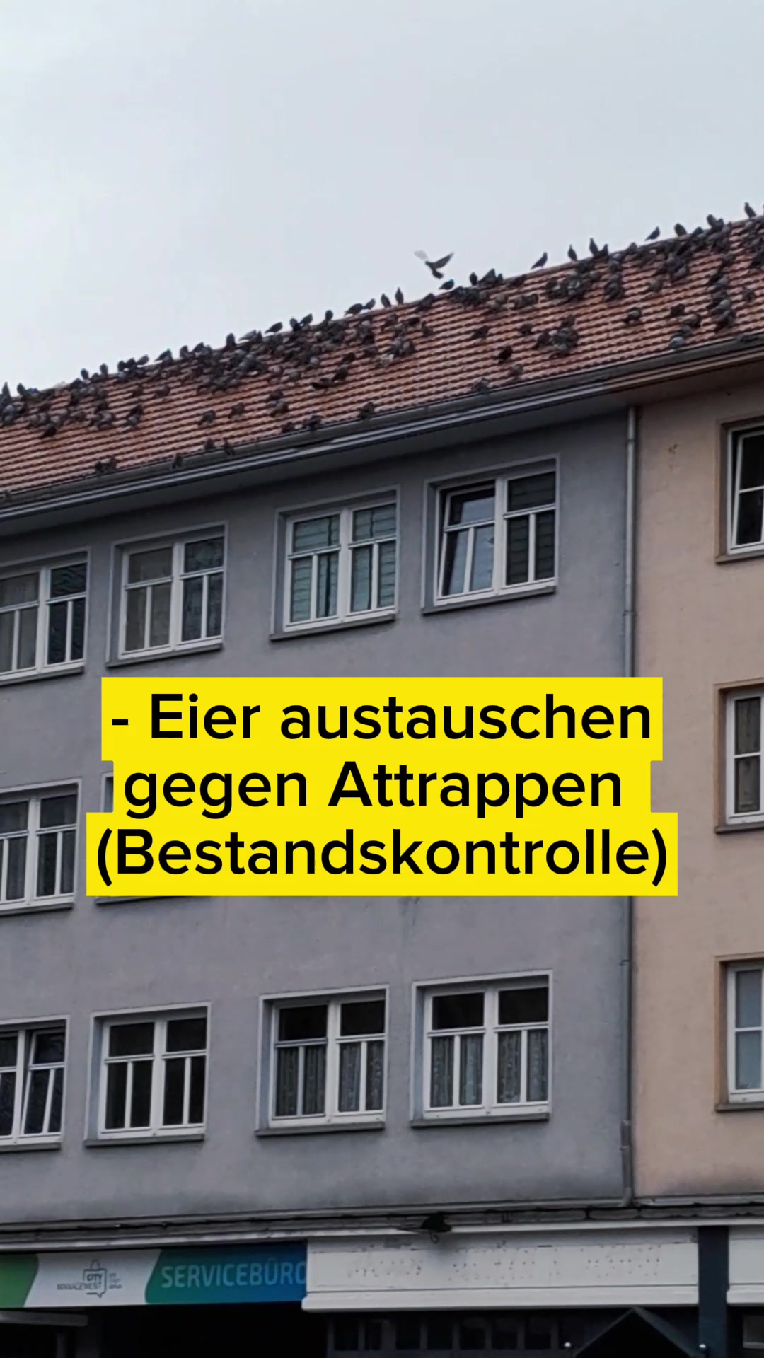 @Thüringer Amdiller