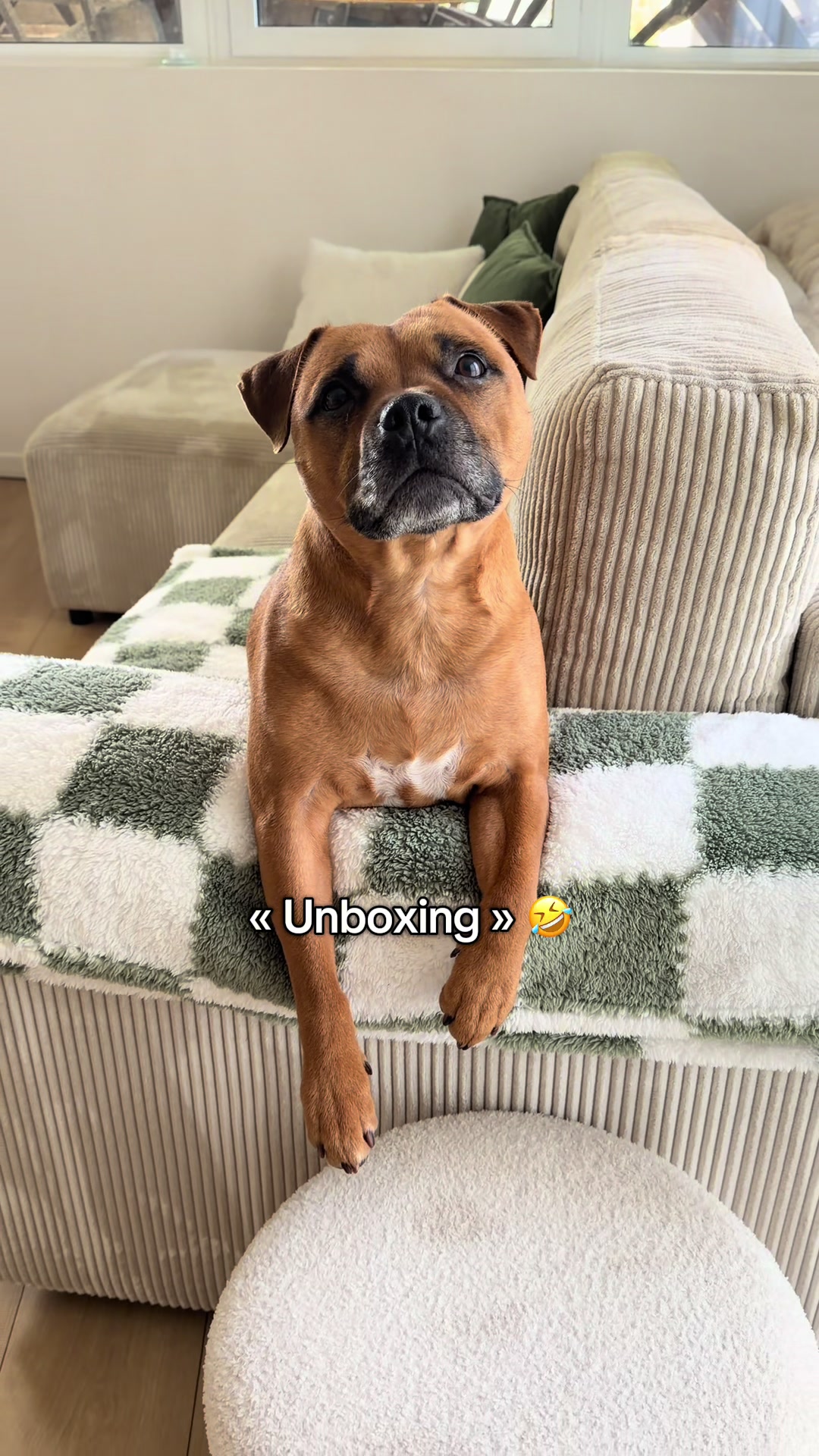 @Dogragnar 🐶👑
