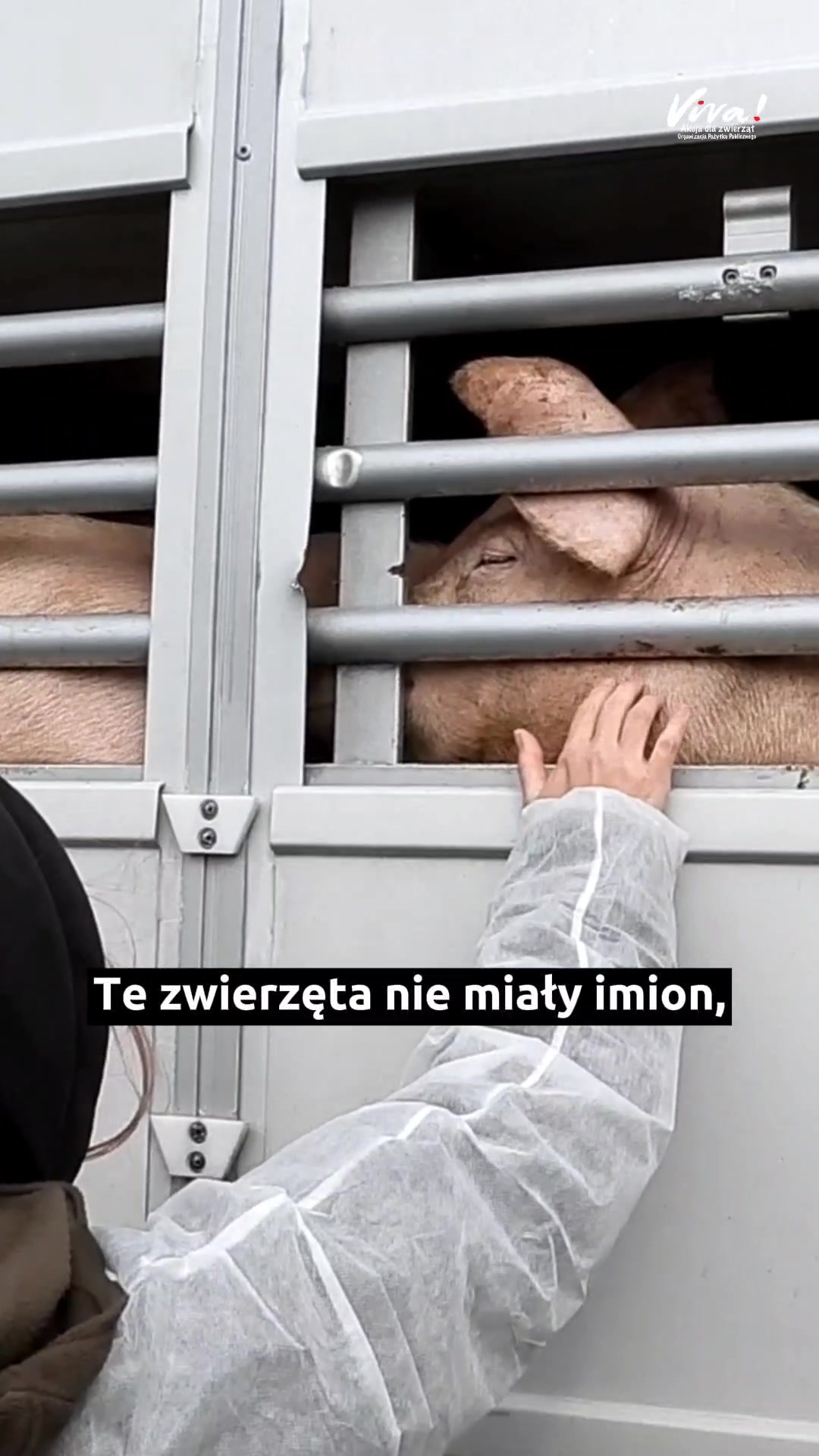 @Stopklatka Viva!