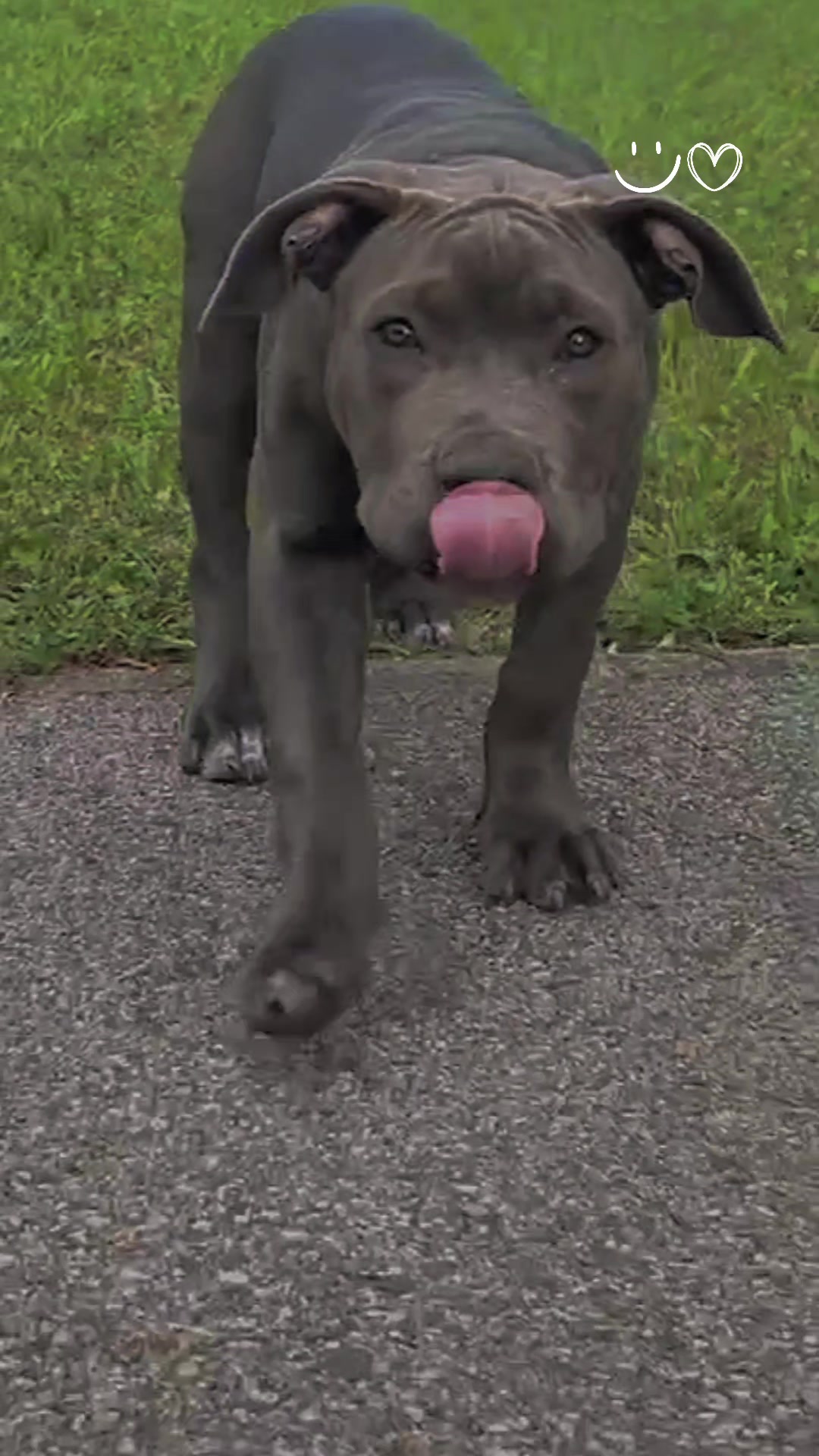 @ShadowBullyXXL