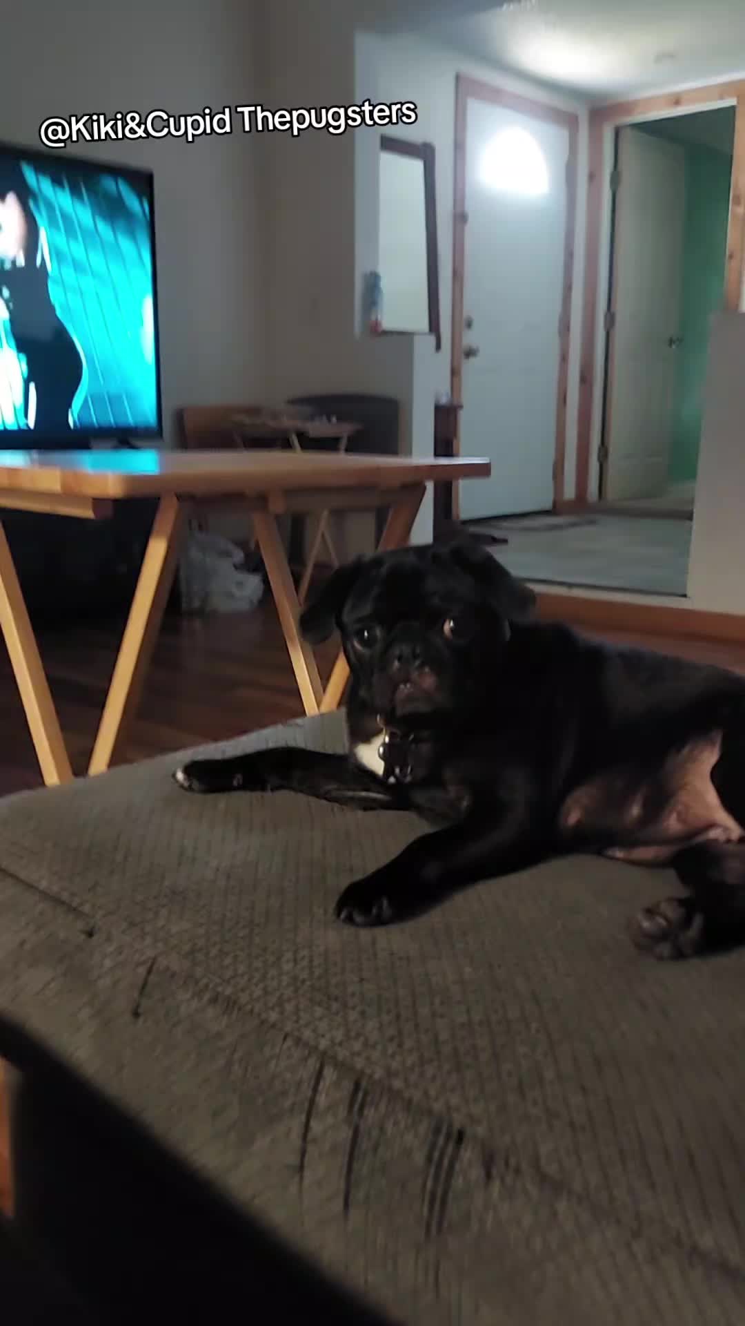 @Kiki&Cupid Thepugster