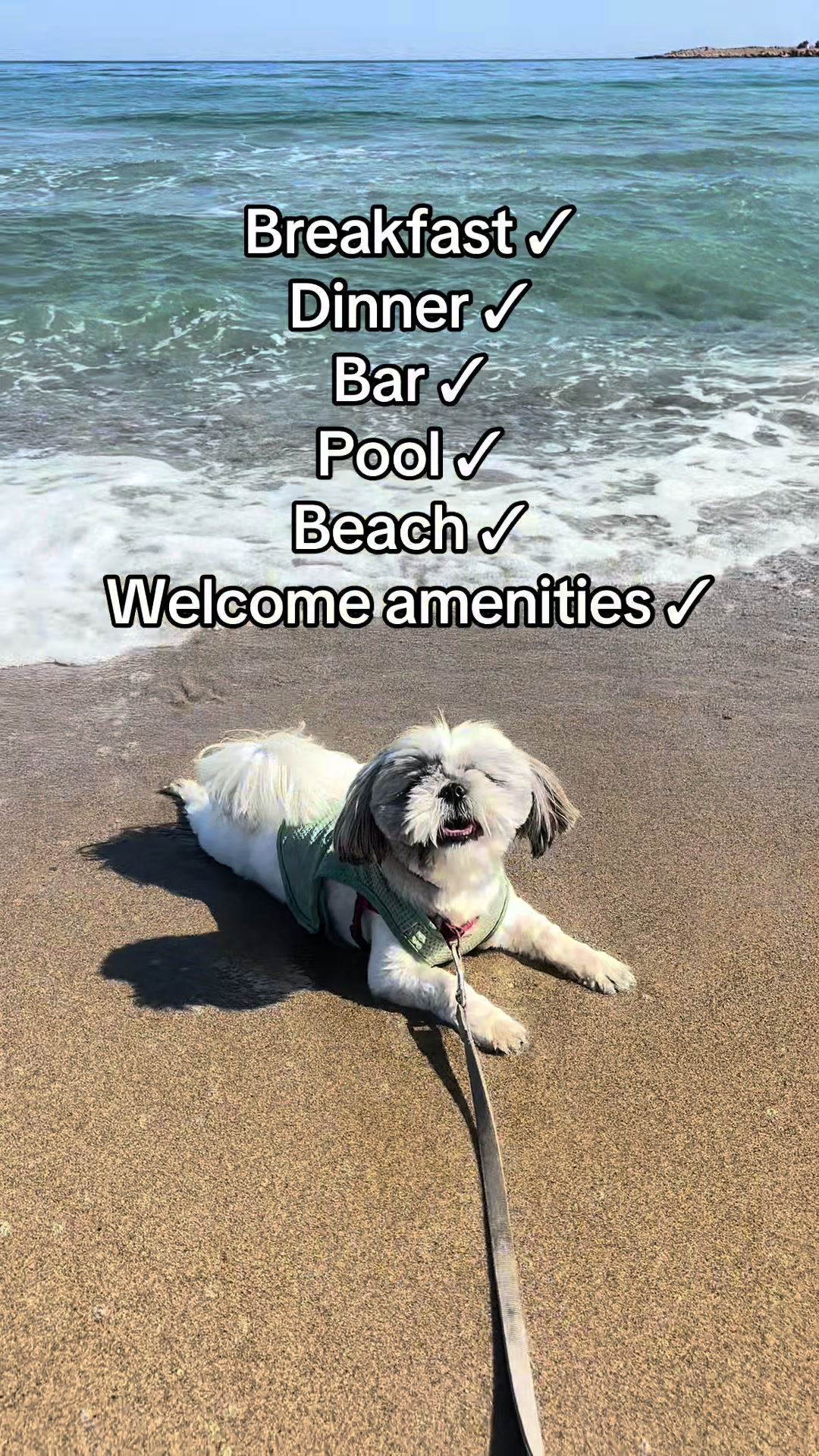 @Daisy | The Dog Travel App